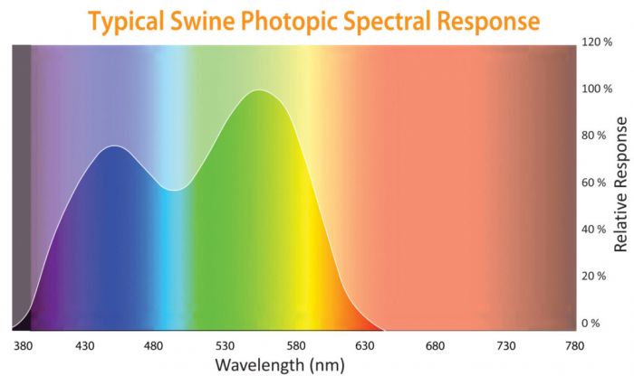 Vision of typical swine photopic spectral response